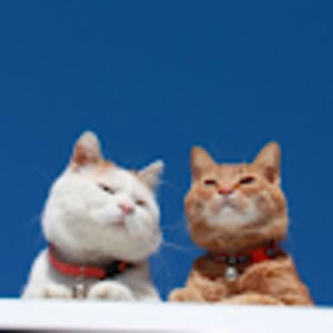 Meet your Posher, Chang-may